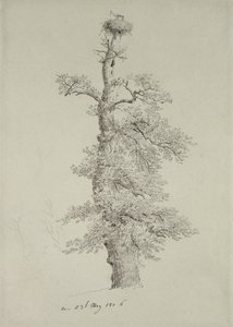 Carvalho antigo com um ninho de cegonha, 23 de maio de 1806 de Caspar David Friedrich